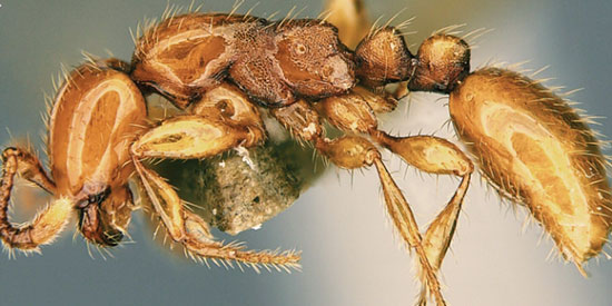 کشف یک گونه جدید مورچه در سنگاپور به نام «تی رکس» که عادات عجیبی دارد