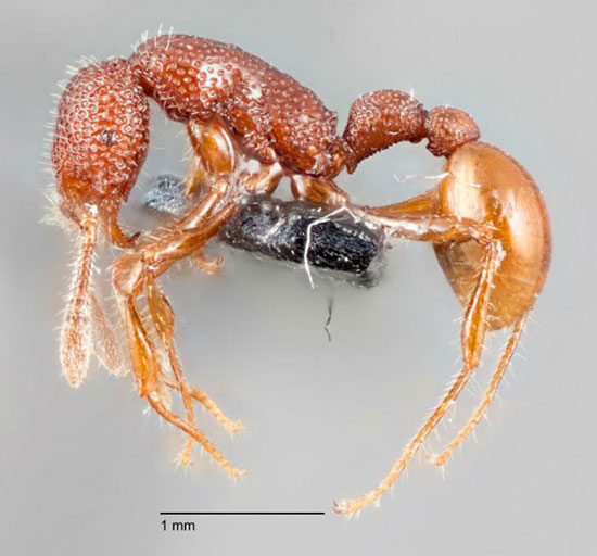 کشف یک گونه جدید مورچه در سنگاپور به نام «تی رکس» که عادات عجیبی دارد