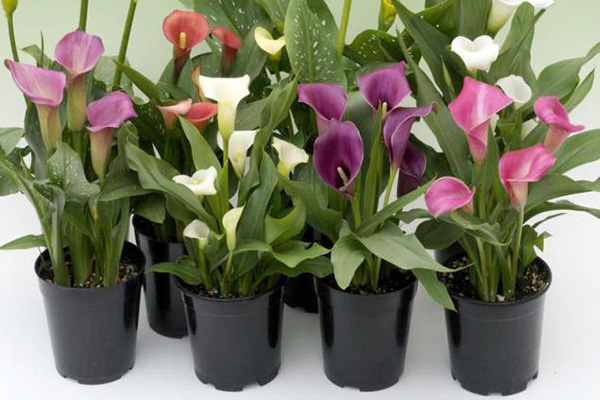 نگهداری گل شیپوری در گلدان