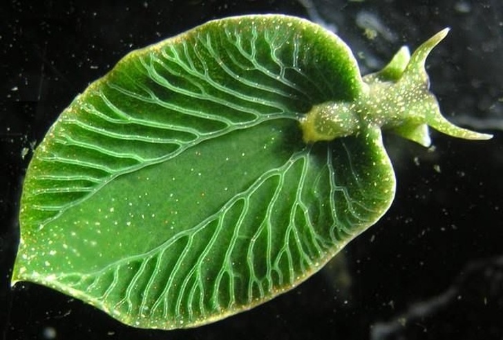 حلزون سبز دریایی ” Elysia chlorotica”