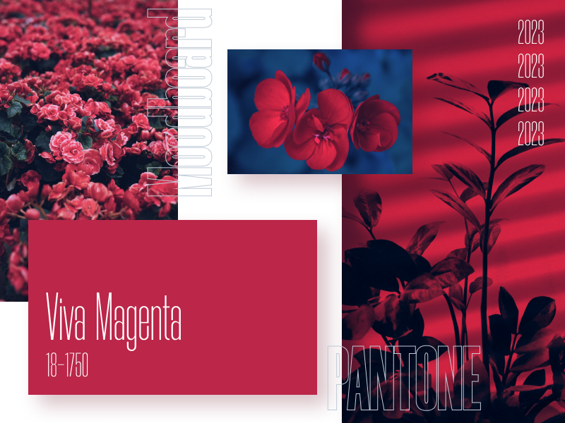 Color of the year 2023 | Pantone | Viva Magenta by Tery Se on Dribbble
