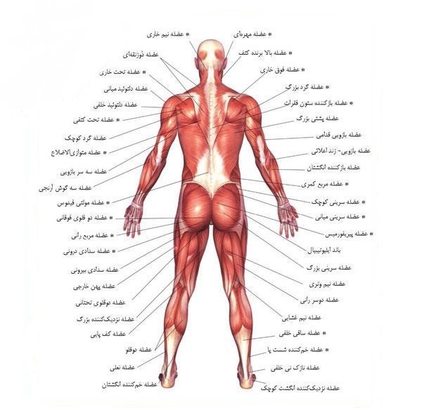 آناتومی عضلات در بدنسازی چگونه است؟