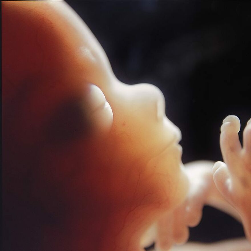 18 تصویر اعجاب‌برانگیز از روند کامل شدن جنین
