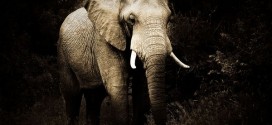 1420399738162 272x125 - عکس هایی زیبا از حیوانات افریقا به رنگ سپیا (Sepia)