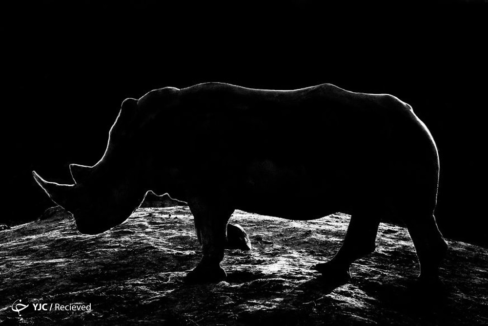تصاویر عکاسی از حیوانات در شب