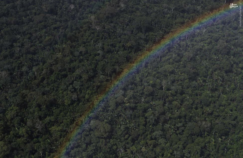 تصاویری زبیا از جنگلهای امازون