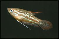 انواع ماهی گورامی