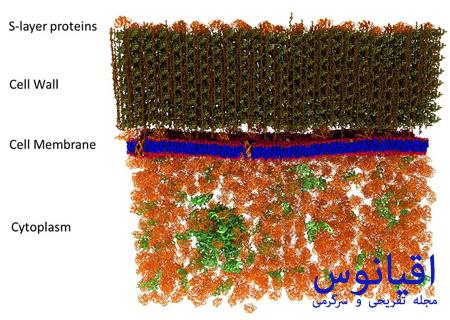 fsci1036 - اولین عکس از غشای یک سلول زنده