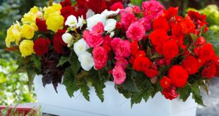 fsci114 310x165 - آشنایی با گلهای اپارتمانی زیبا
