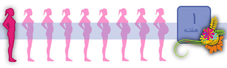 ارتفاع رحم در هفته های بارداری,هفته های بارداری با عکس