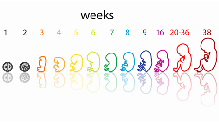 تغذیه در هفته بیستم بارداری,غذای زن باردار
