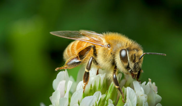 زندگی زنبورهای عسل