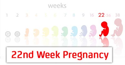 تغذیه در هفته بیست و دوم بارداری