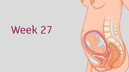 تغذیه در هفته بیست و هفتم بارداری
