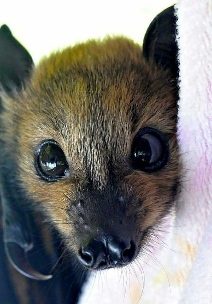 adorable bats 40 59e71aed40b3c  700 - تصاویری جالب از خفاشها