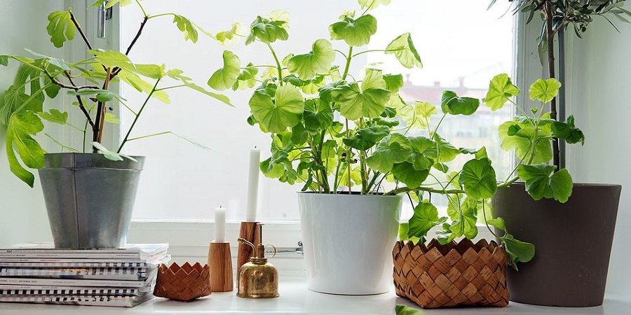 Best houseplants  - گیاهان مناسب حمام اتاق خواب و نشیمن