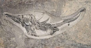 1648130 975 1 310x165 - کشف فسیل ماهی خزنده ۱۲۰ میلیون ساله!