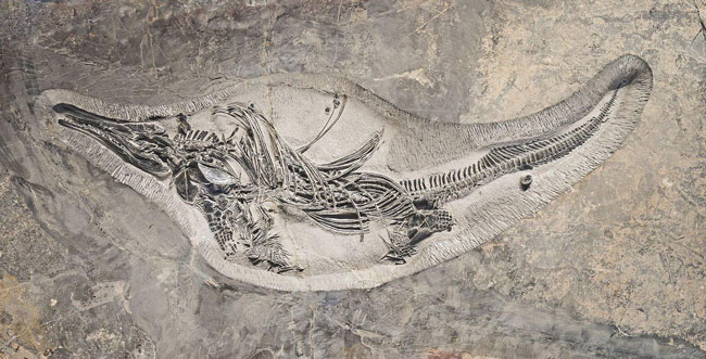کشف فسیل ماهی خزنده ۱۲۰ میلیون ساله!