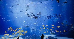 aquarium 01 310x165 - بزرگترین آکواریوم های جهان