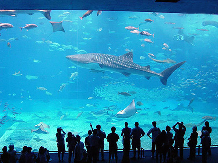 aquarium 09 - بزرگترین آکواریوم های جهان