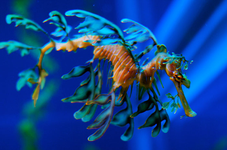 حیوانات عجیب و غریب در زیر اقیانوسها