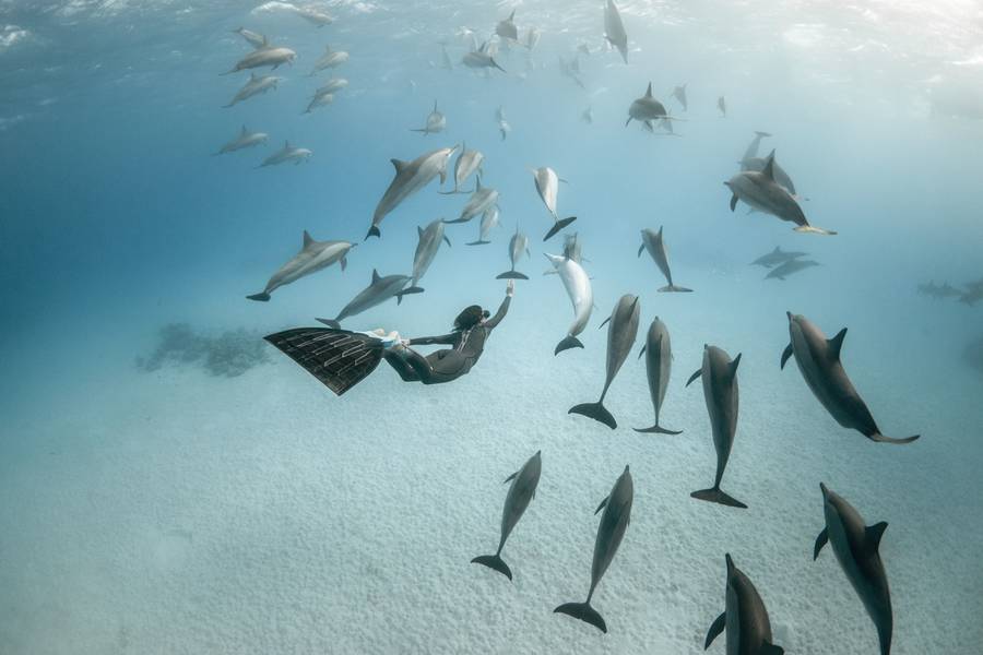 تصاویر دلفین ها، کوسه ها و نهنگ ها در اقیانوس