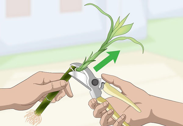 161905 664 - روش پیچ دادن و قلمه زدن و تکثیر گیاه بامبو در خانه