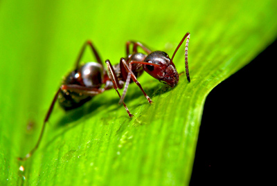 destroy2 ant potting2 soil1 - چطور مورچه های خاک گلدان رو از بین ببریم