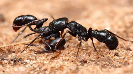 چطور مورچه های خاک گلدان رو از بین ببریم