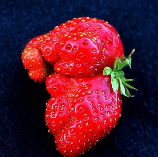 تصاویر جالب و خنده دار از میوه ها