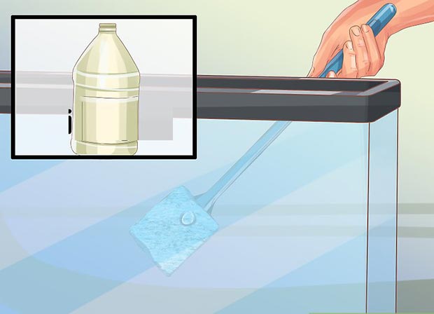 153792 420 - آموزش تصویری تمیز کردن اکواریوم آب شیرین