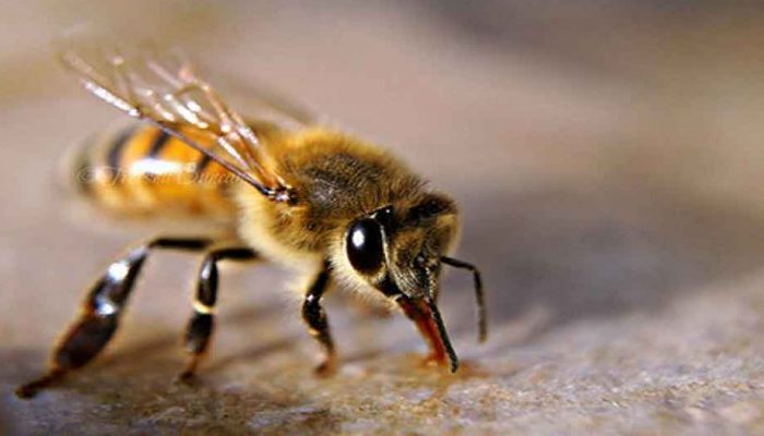 آیا نیش زنبور خواصیت دارد؟عوارض طبیعی نیش زنبور