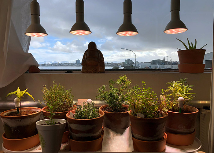 نور مصنوعی برای گیاهان آپارتمانی و مزایا و معایب
