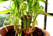 lucky bamboo potted 110x75 - گیاهان مناسب اپارتمان با شرایط نگهداری آسان