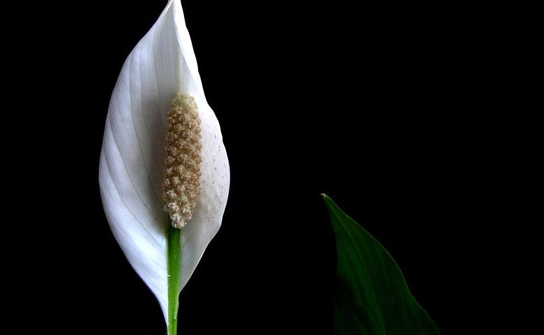 peace lilly - گیاهان مناسب اپارتمان با شرایط نگهداری آسان