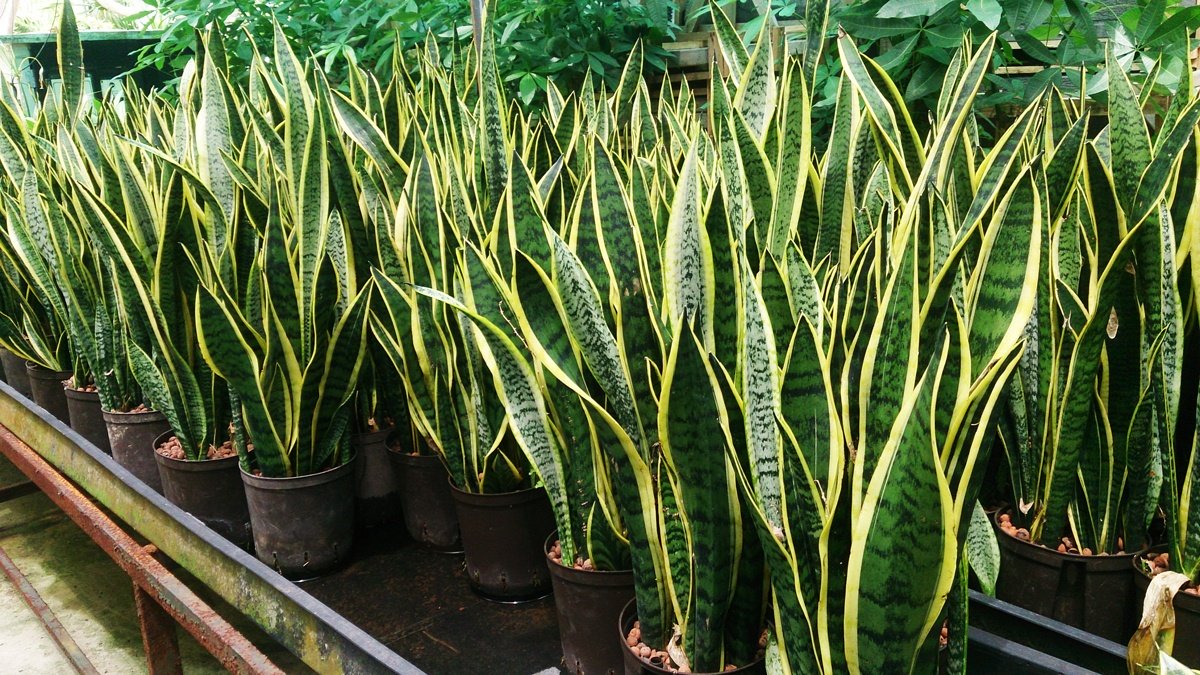 snake plants - گیاهان مناسب اپارتمان با شرایط نگهداری آسان