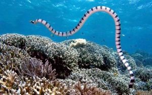 Belchers Sea Snake 300x187 - اگر چه امکان رویارویی با یک مار سمی بسیار کم و احتمال مرگ در اثر زهر آن نیز حتی کمتر است، ترس از مارها همواره برای انسان ها واقعی بوده است.