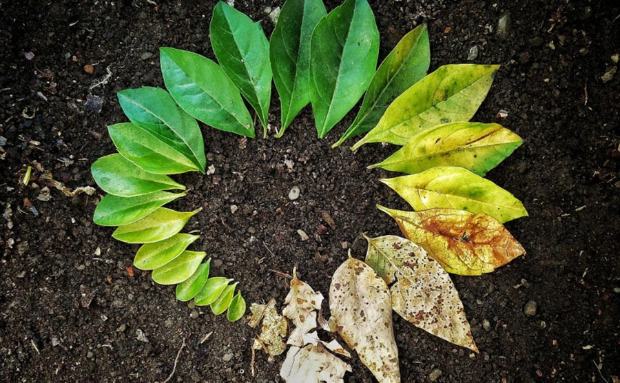 معرفی کامل خاکبرگ | فواید، معرفی اجزا و آموزش ساخت خاک برگ - گلگونه