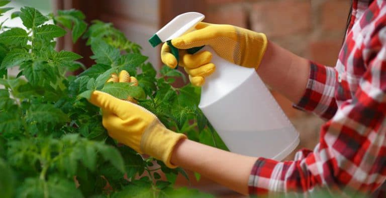 طریقه ساخت چند نمونه سم خانگی آسان برای گیاهان - ایران درخت