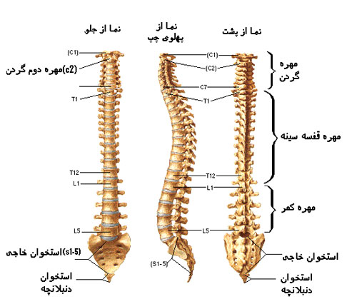Spinal Column1 - علت کمردرد چیست و چگونه درمان می‌شود؟