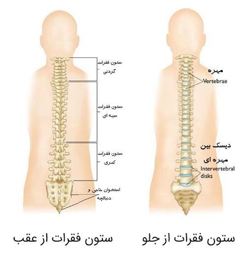 spinal cord anatomy - علت کمردرد چیست و چگونه درمان می‌شود؟
