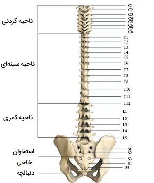 vertebral column2 - علت کمردرد چیست و چگونه درمان می‌شود؟