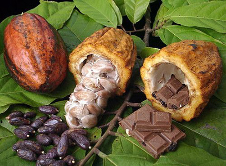 بهترین شرایط برای نگهداری از درخت کاکائو, تصاویری از درخت کاکائو, دانه کاکائو