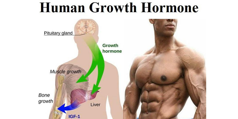 افزایش هورمون رشد به همراه معرفی ۱۴ راهکار