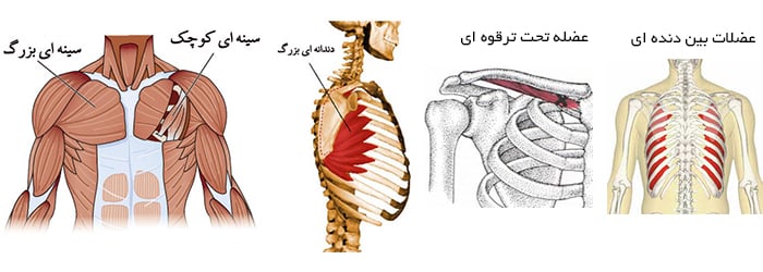 آناتومی عضلات در بدنسازی چگونه است؟