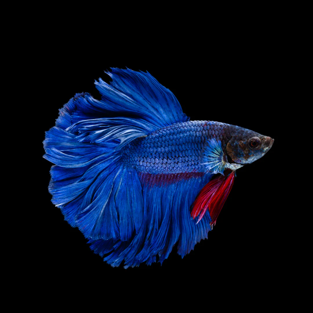 ماهی فایتر هافمون آبی ( سوپر بلو A ) | بتا فیش